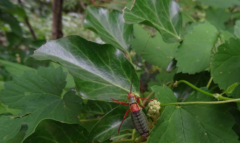 Barbitistes alpinus - Phaneropteridae (maschio)